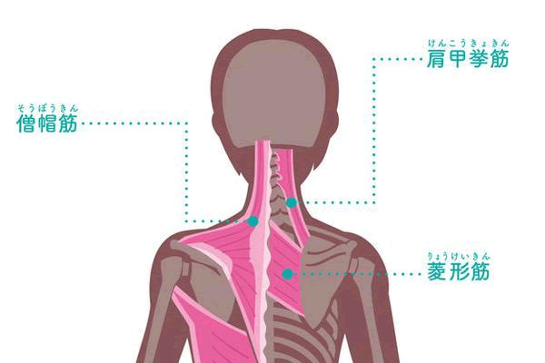 首肩の筋肉・背面