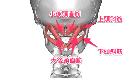 後頭下筋群